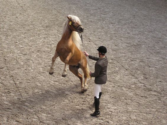 1280px-Haflinger