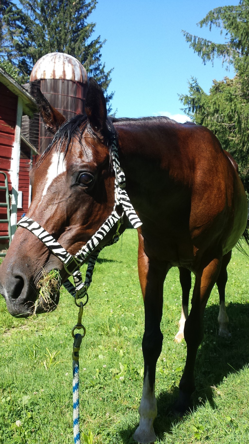 All the Pretty Horses…Can I Have&nbsp;Them?