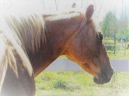 2407835968115838774-account_id=1 (2)