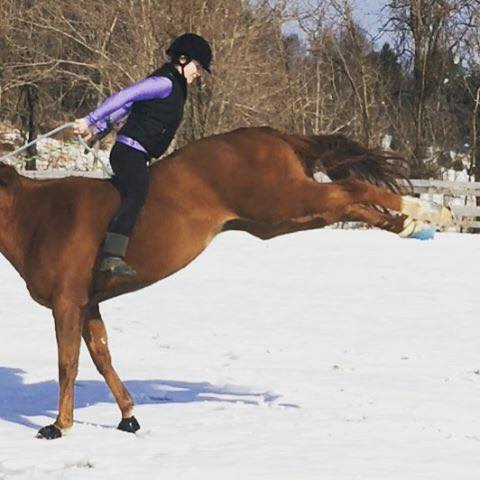 When You Fall Off a&nbsp;Horse…