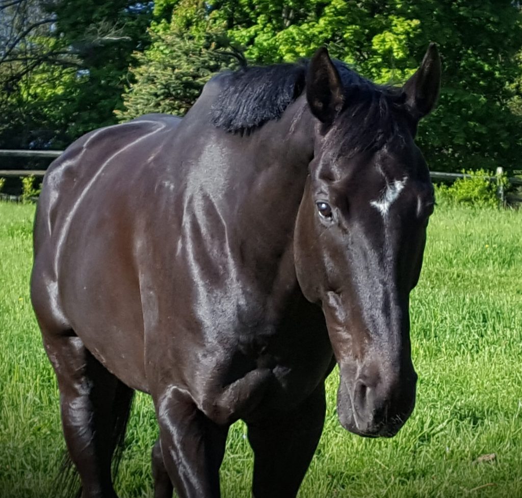 Monthly Topic: Ulcers