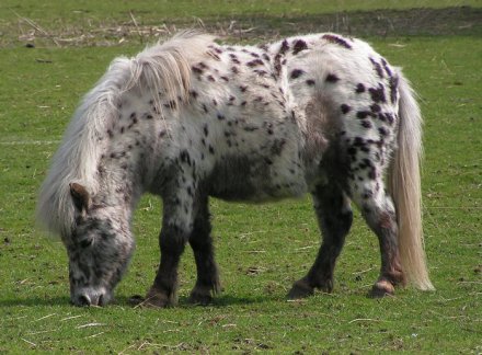 Fat Horse Wikimedia Commons