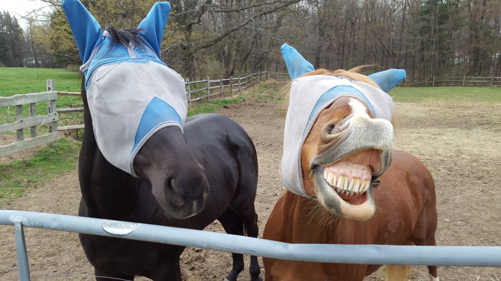 Equine 101: 10 Things I’m Often&nbsp;Asked