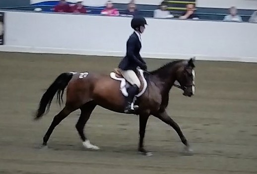 26 Horse Terms to Introduce you to the Horse&nbsp;World