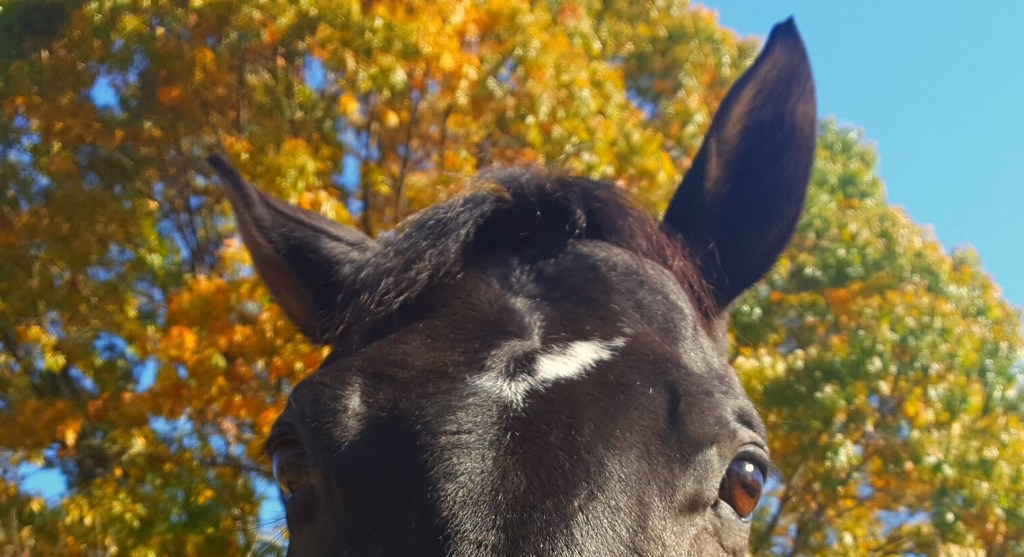Equine 101: Observing Behavior and How Horses&nbsp;Communicate