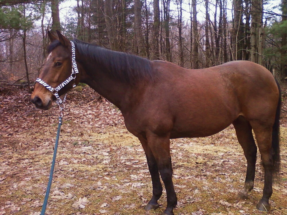 EQUINE 101: POP&nbsp;QUIZ!