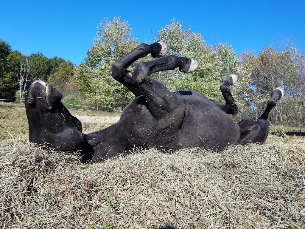 RULES OF THUMB TO ESTABLSIH A GUT FRIENDLY&nbsp;LIFESTYLE