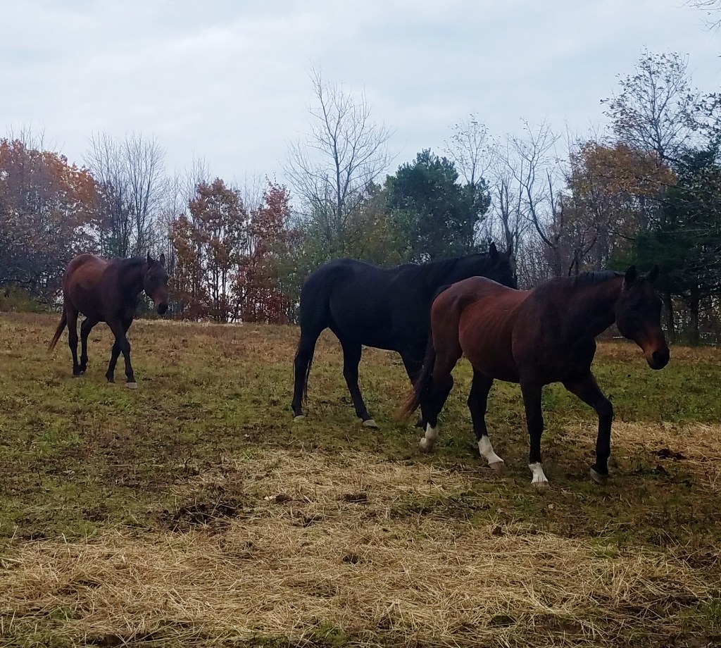 Update On The Three&nbsp;Amigos