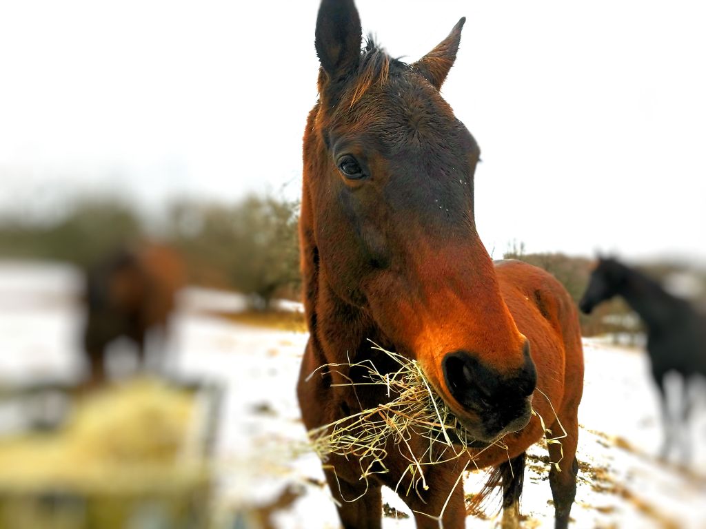Hay, Hay You! What’s&nbsp;New?