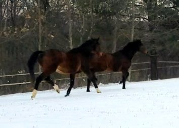 Screenshot_20190215-014058_Video Player.jpg