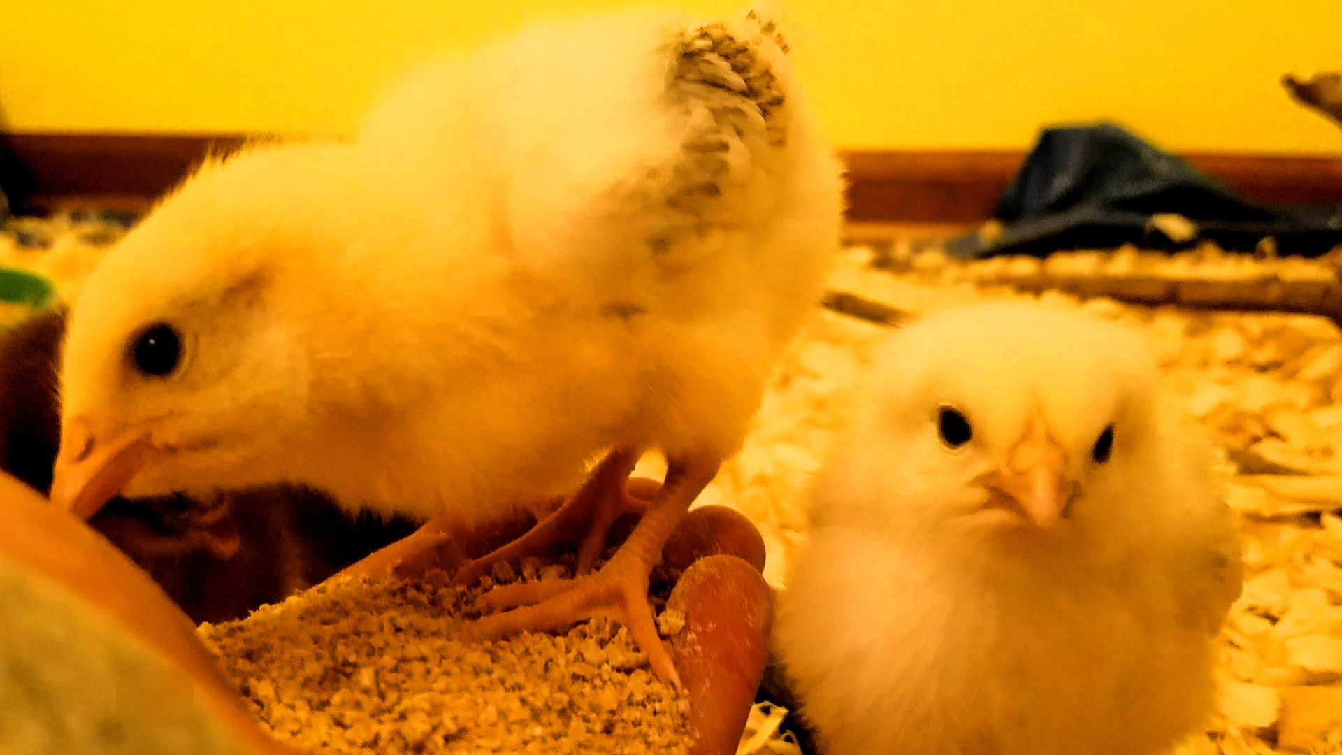 Screenshot_20190313-234800_Video Player