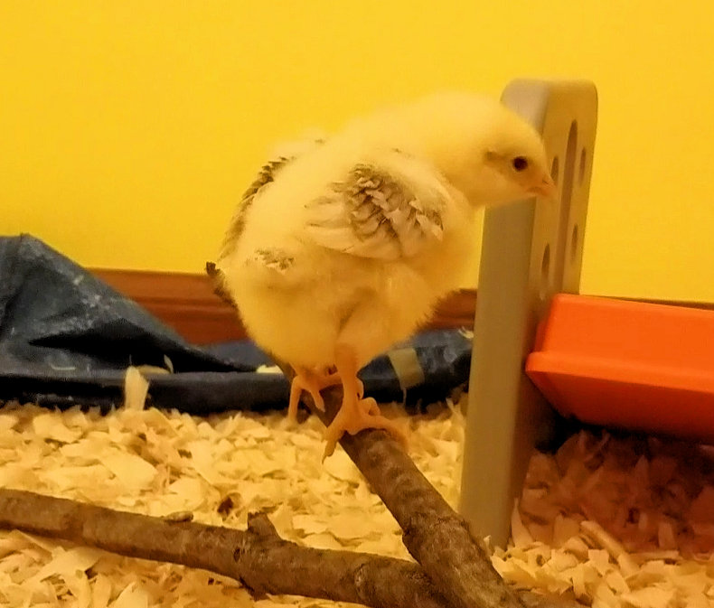 Screenshot_20190313-235918_Video Player