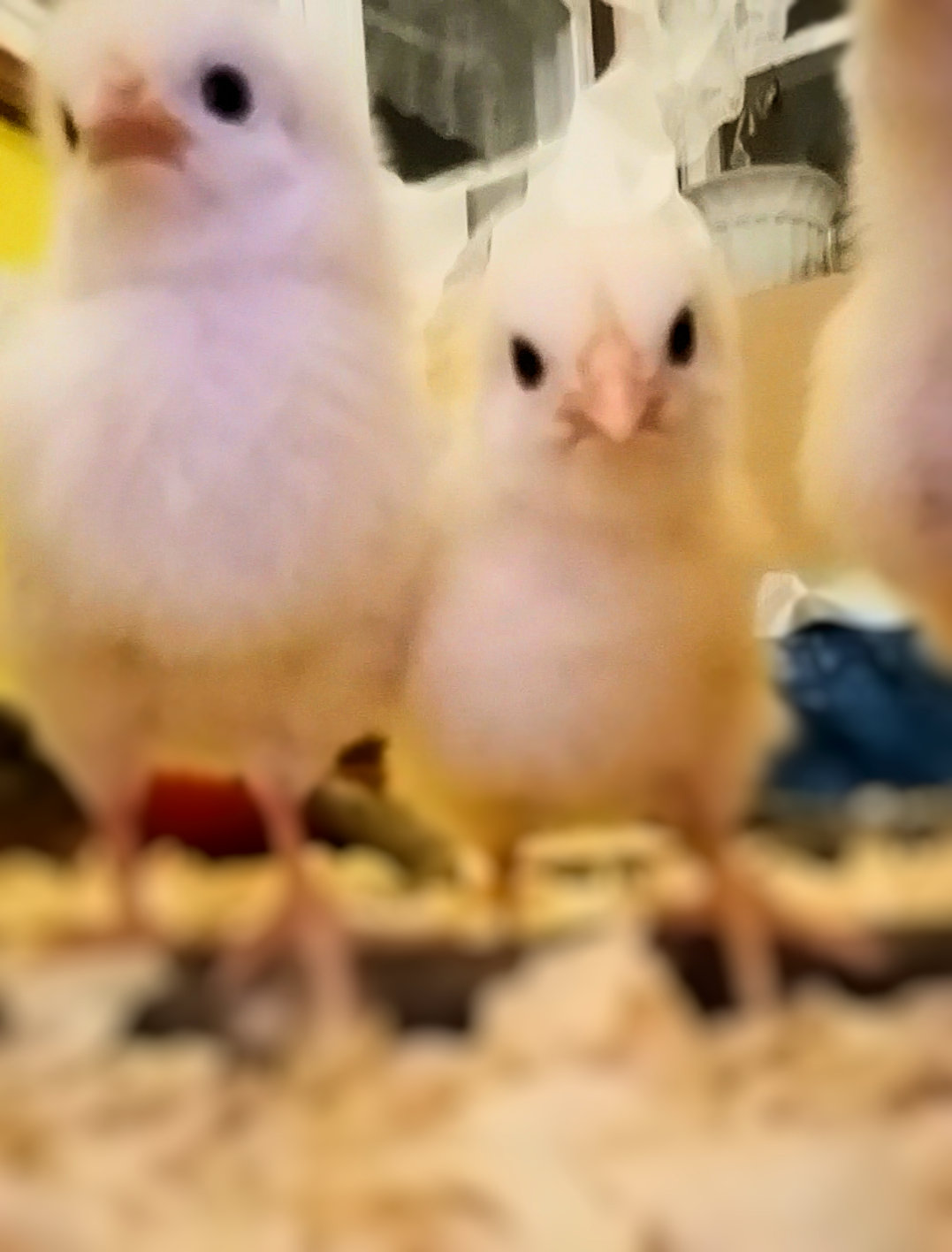 Screenshot_20190314-000357_Video Player