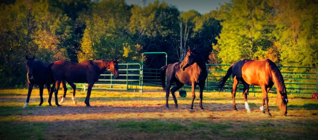 Wordless Wednesday –&nbsp;12/11/2019