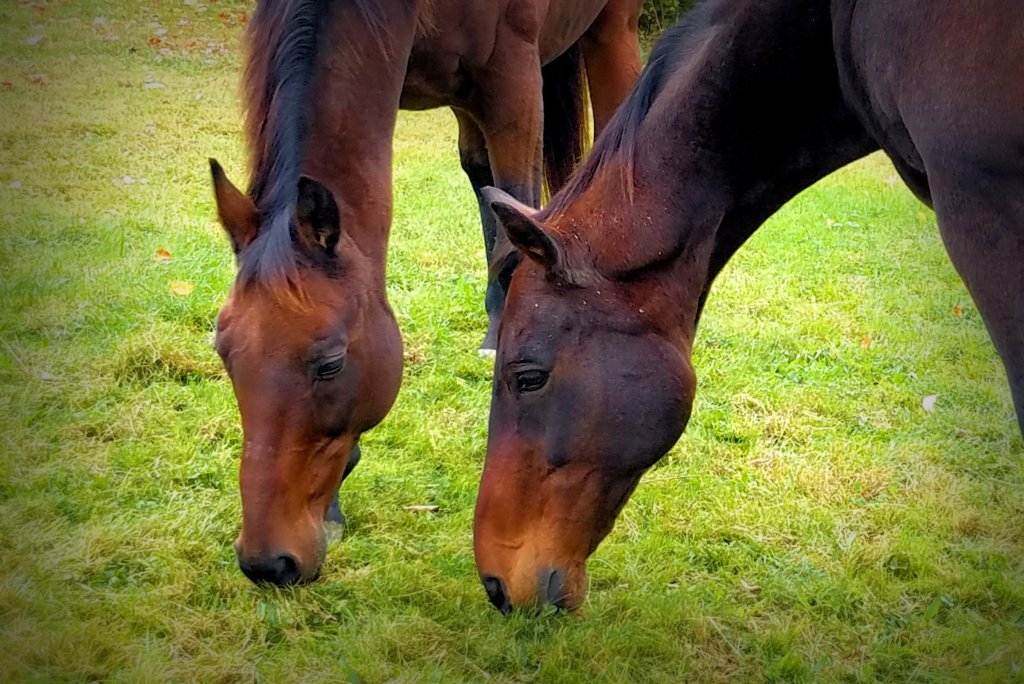 Holiday Horse Person Wish List&nbsp;2019