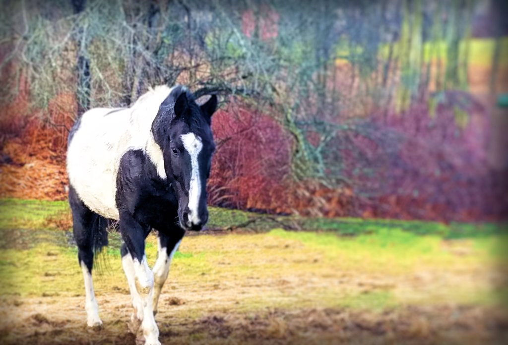 Wordless Wednesday –&nbsp;03/04/2020