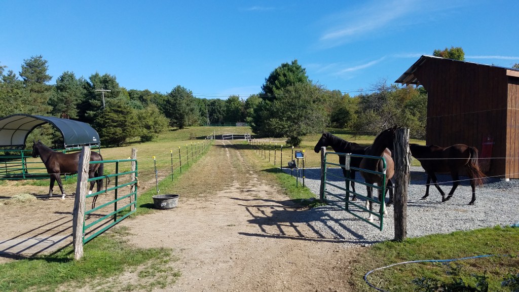 Horses of The Green Horseman&nbsp;Family
