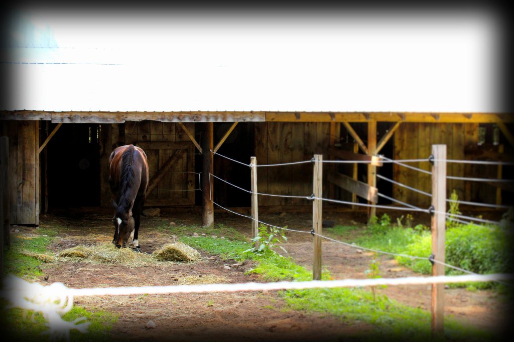 Tiger’s Tales: Mom’s poop&nbsp;plundering