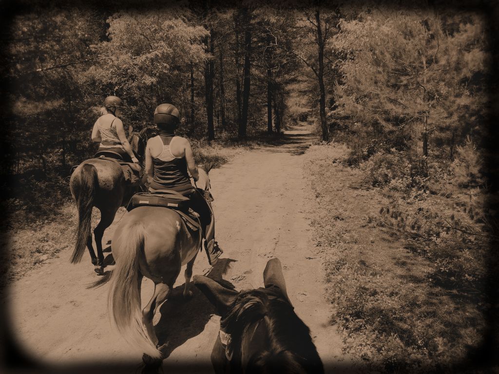 Adventures With Tiger