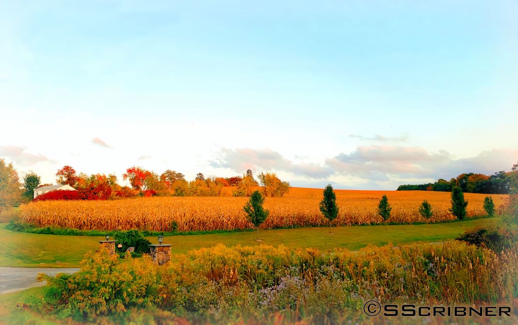 Fall Foliage and Pretty&nbsp;Ponies