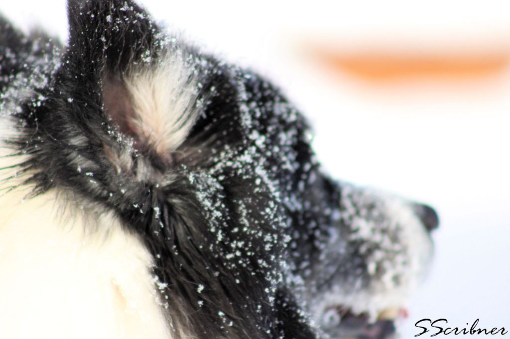 Wordless Wednesday –&nbsp;02/17/2021