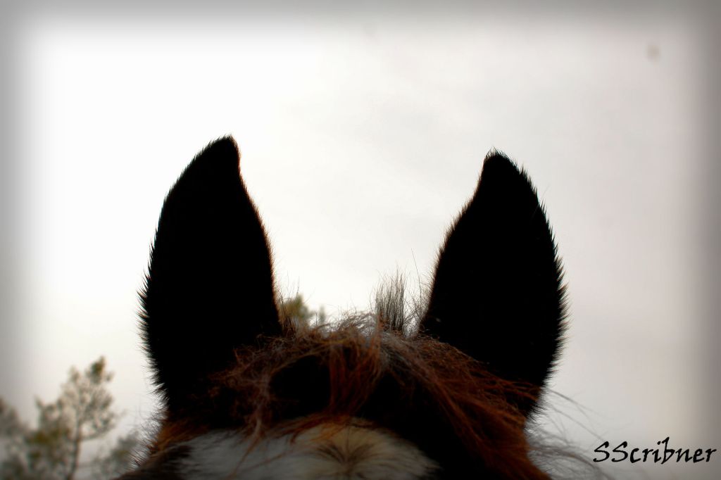 Wordless Wednesday –&nbsp;03/03/2021