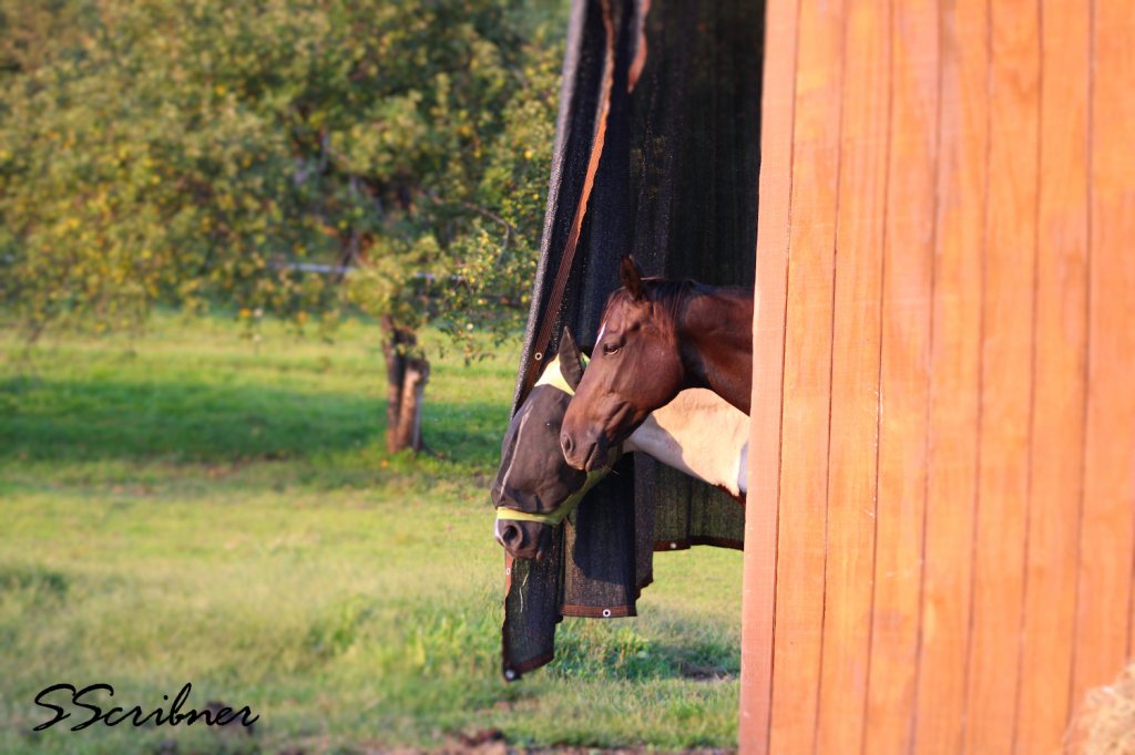 My New Addition at&nbsp;Home