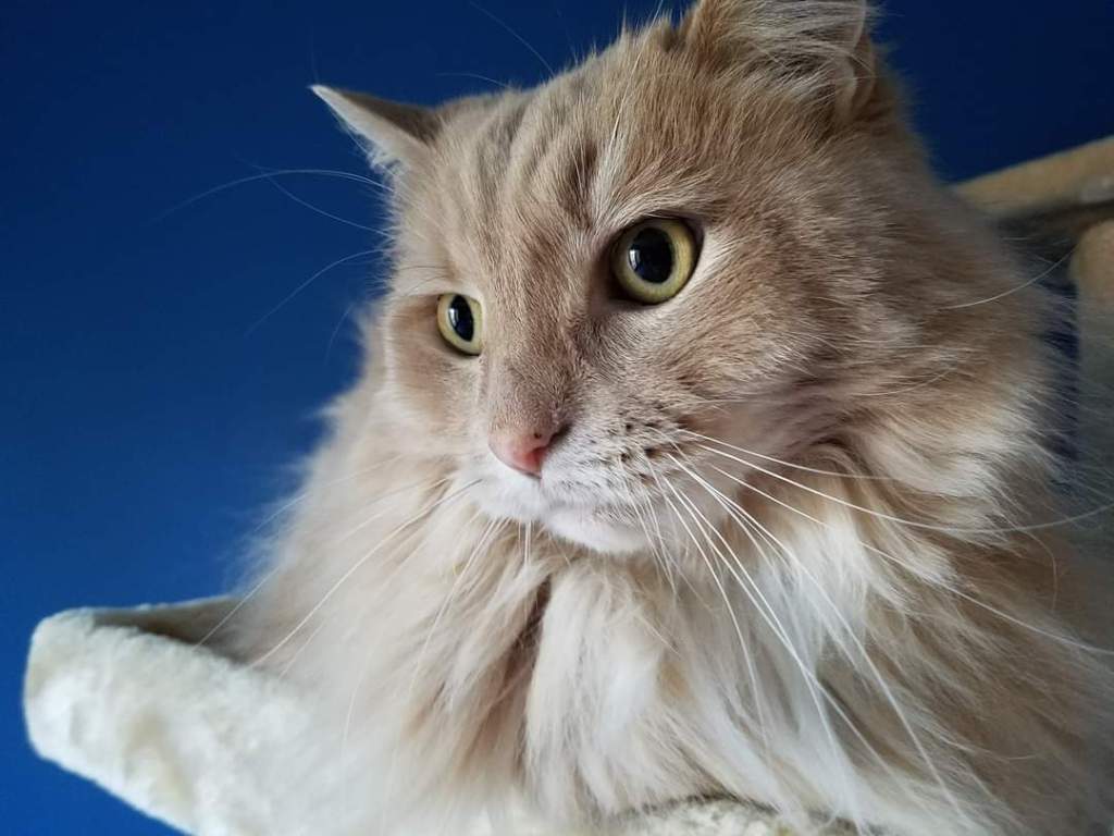 Across the Rainbow&nbsp;Bridge