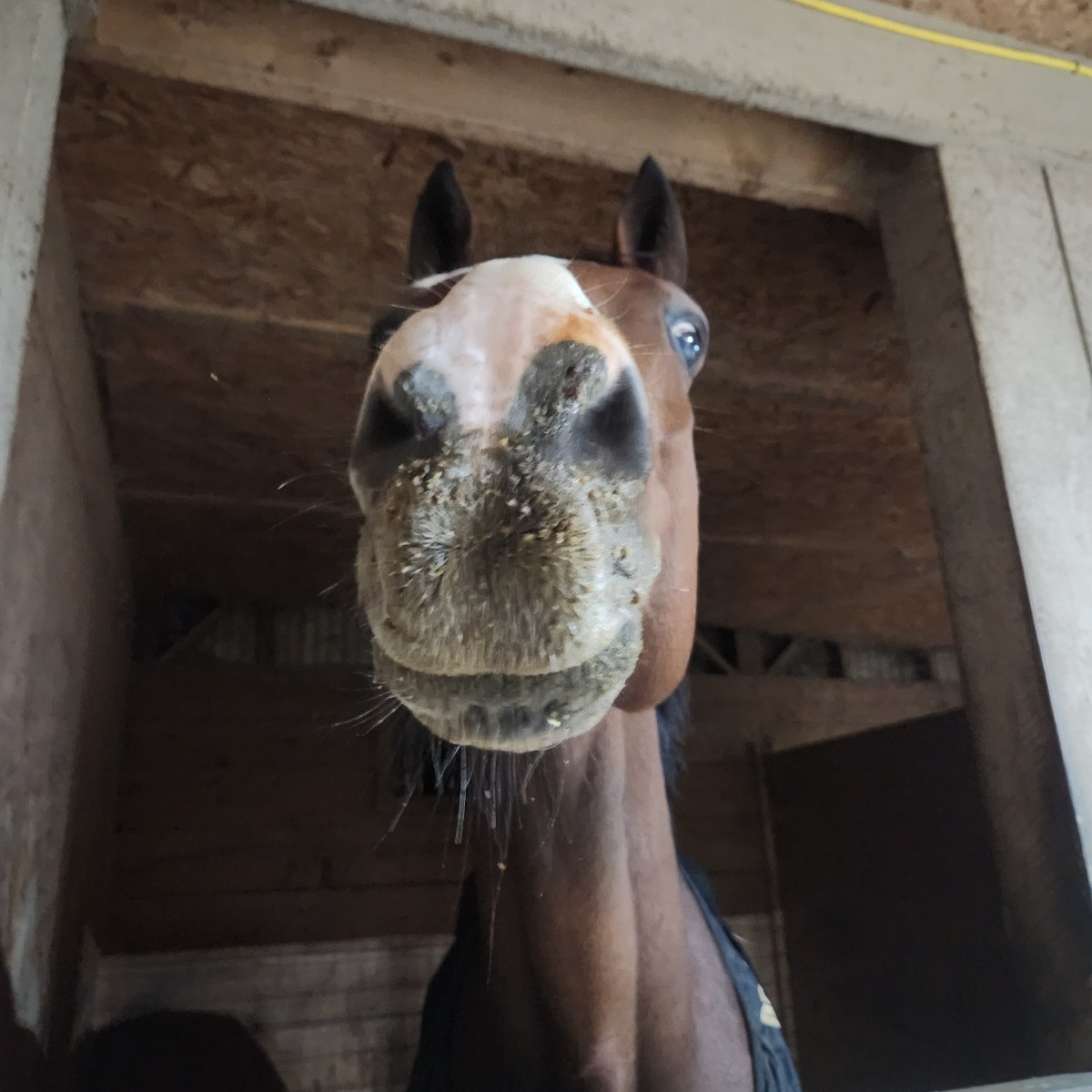 What’s Up Doc? An update on Stanley’s Newest&nbsp;Ailments