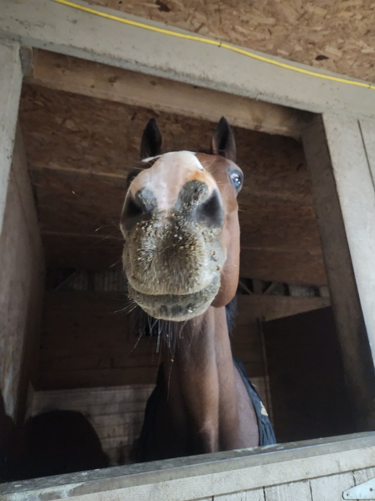 What’s Up Doc? An update on Stanley’s Newest&nbsp;Ailments