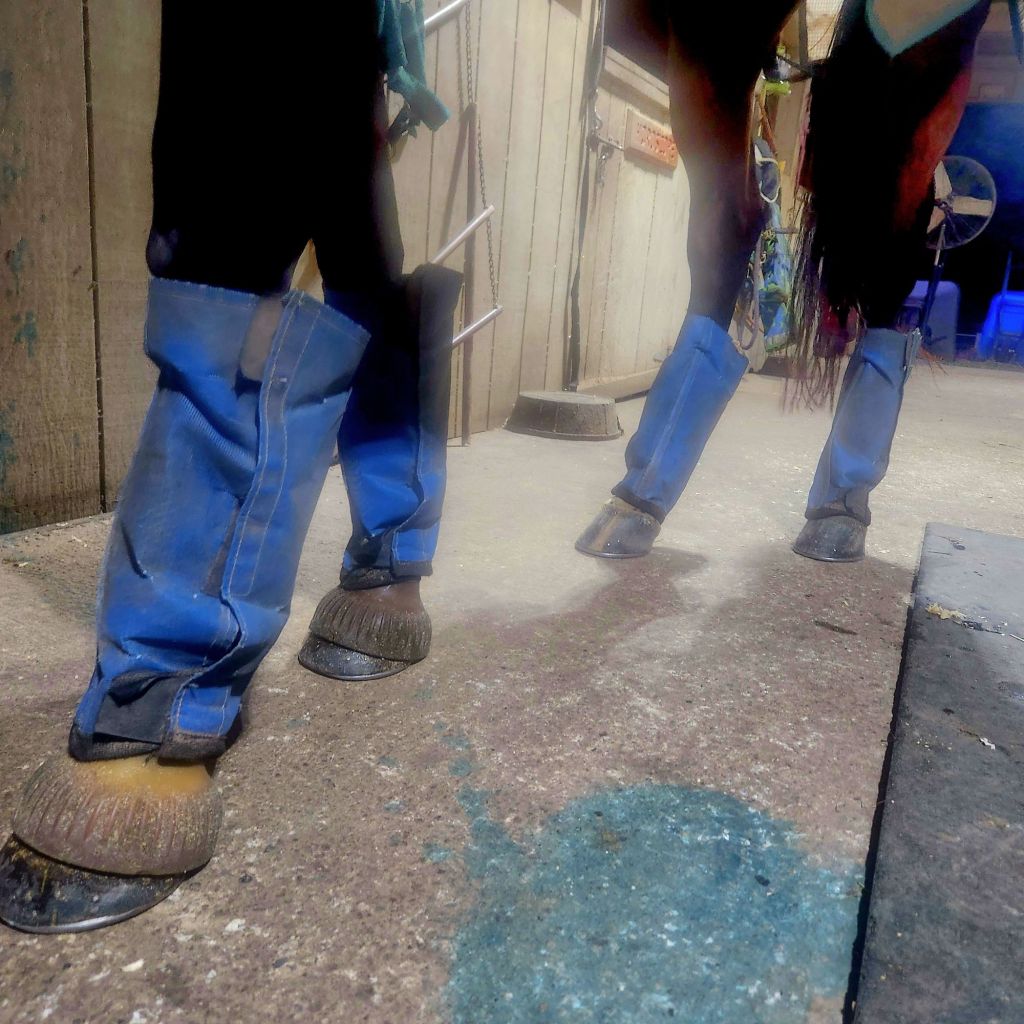 The Sunday Review: Shoofly&nbsp;Leggins