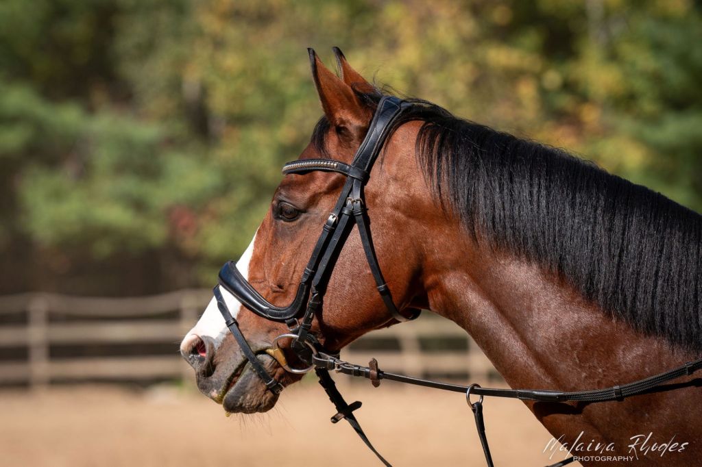 The Sunday Review: Correct Connect Pro Fit&nbsp;Bridle