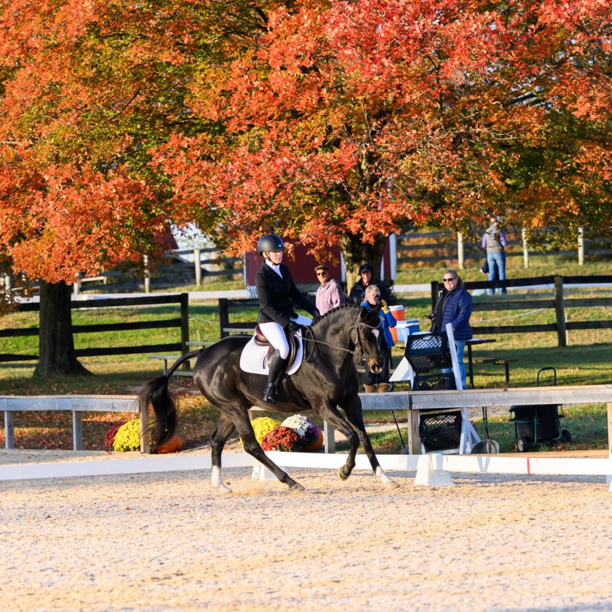 Classic: Day 3 & Two Thoroughbreds and a Fell Pony at Waredaca Classic Three Day&nbsp;Event