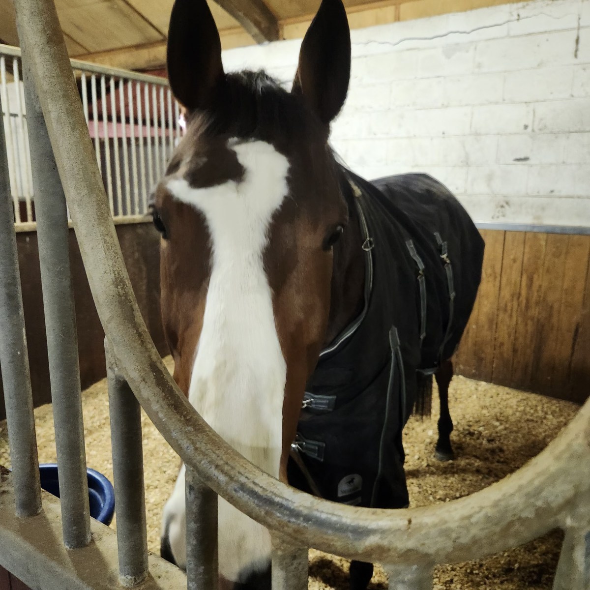 At Long Last: Thoroughbred Baby&nbsp;Photos